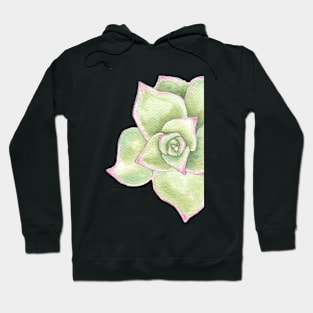 watercolor succulent echeveriamadiba Hoodie